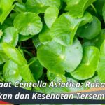 Manfaat Centella Asiatica: Rahasia Kecantikan dan Kesehatan Tersembunyi