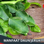 Manfaat Daun Jeruk