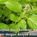 Manfaat Daun Kemangi: Rasa Segar dengan Banyak Khasiat