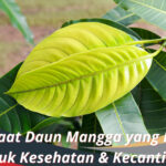 Manfaat Daun Mangga yang Bagus untuk Kesehatan & Kecantikan