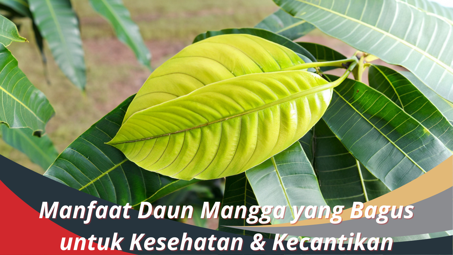 Manfaat Daun Mangga yang Bagus untuk Kesehatan & Kecantikan