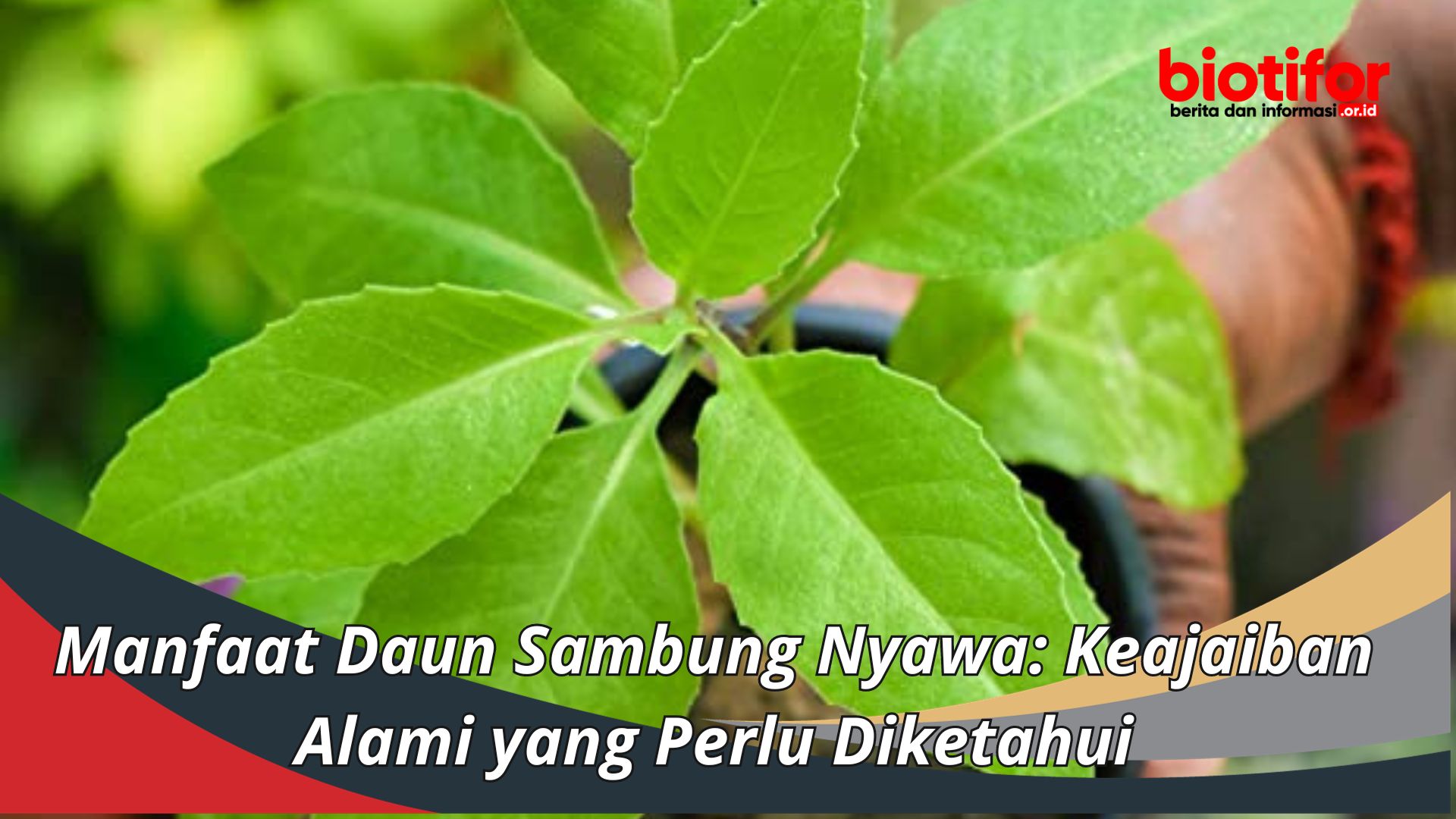 Manfaat Daun Sambung Nyawa: Keajaiban Alami yang Perlu Diketahui