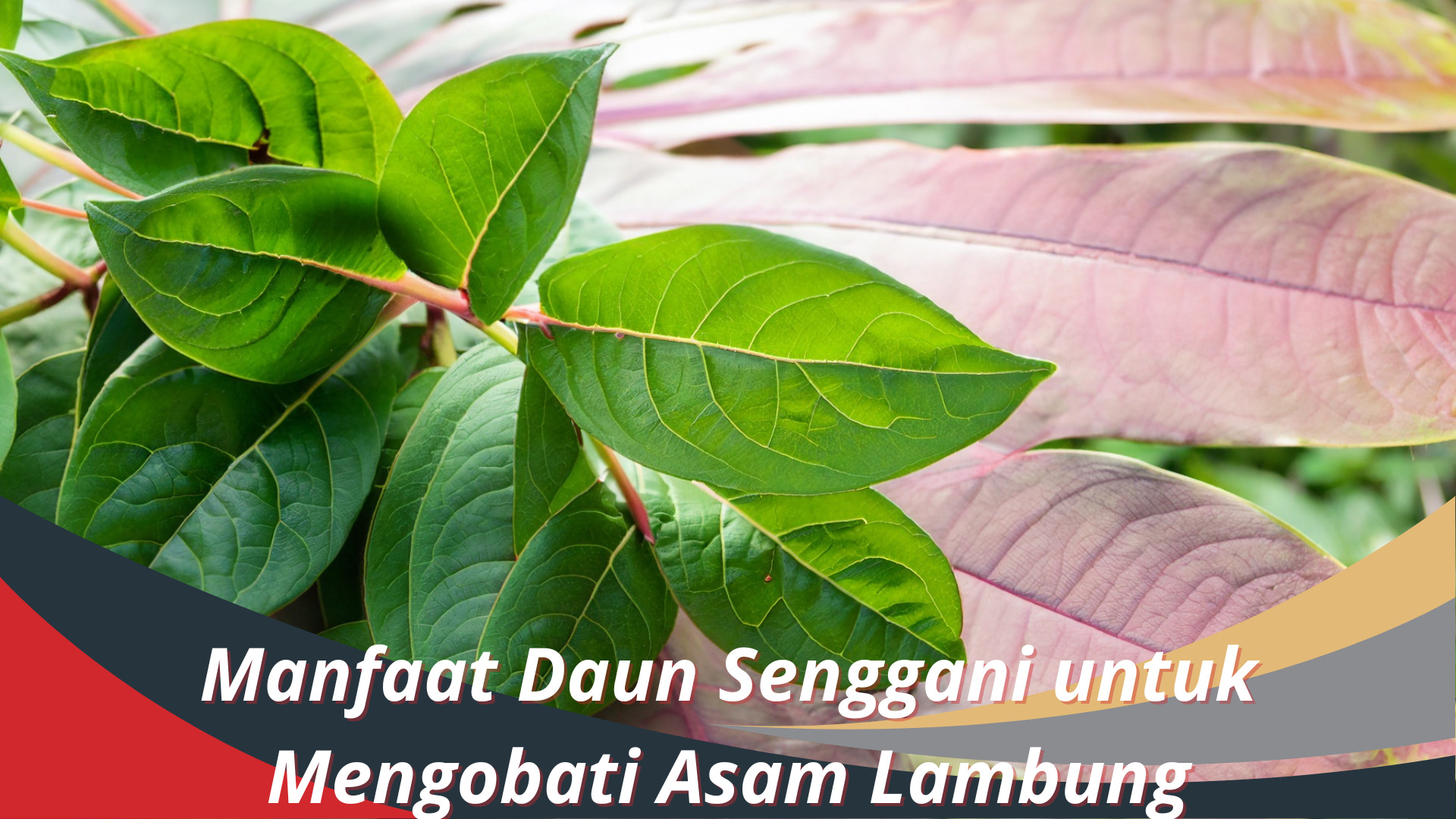 Manfaat Daun Senggani untuk Mengobati Asam Lambung