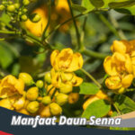 Manfaat Daun Senna