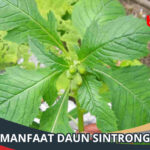 Manfaat Daun Sintrong