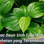 Manfaat Daun Sirih Cina: Rahasia Kesehatan yang Tersembunyi