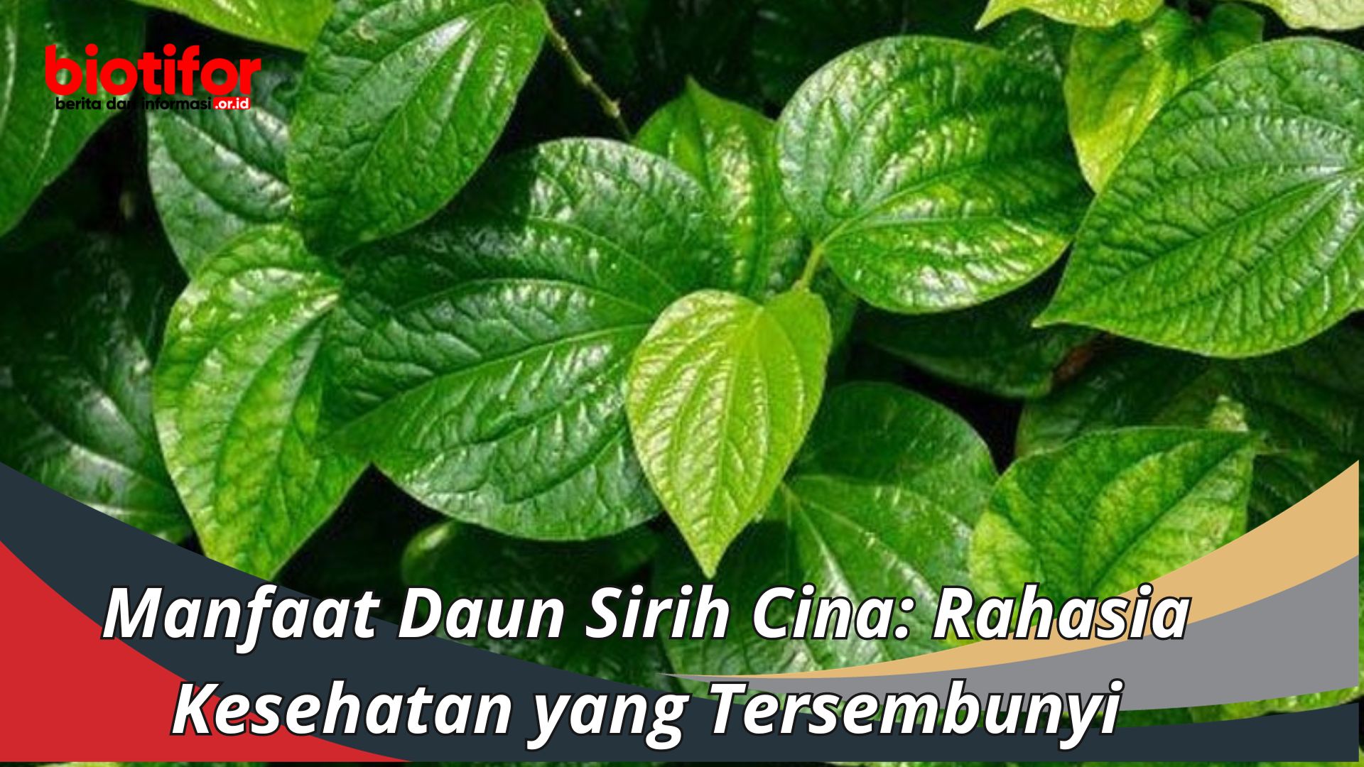 Manfaat Daun Sirih Cina: Rahasia Kesehatan yang Tersembunyi