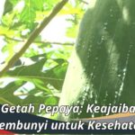 Manfaat Getah Pepaya: Keajaiban yang Tersembunyi untuk Kesehatan