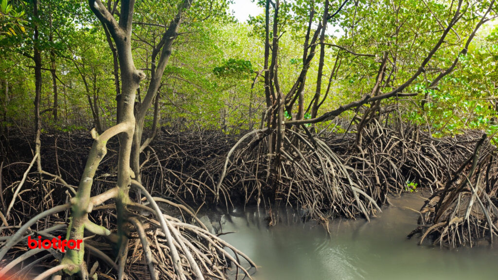 Fungsi Ekonomis Hutan Mangrove