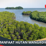 Manfaat Hutan Mangrove