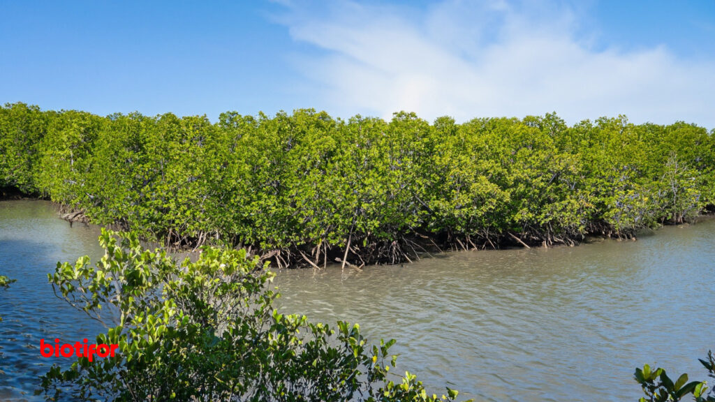 10 Manfaat Hutan Mangrove