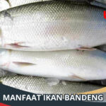 Manfaat Ikan Bandeng