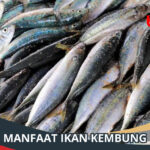 Manfaat Ikan Kembung