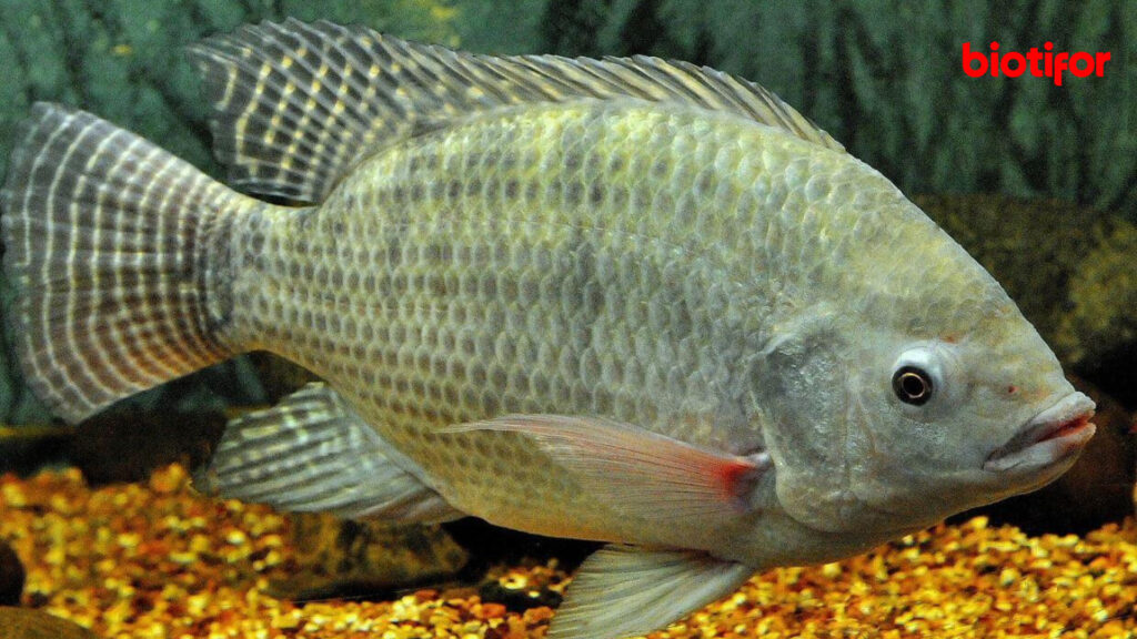 Manfaat Kesehatan Ikan Nila