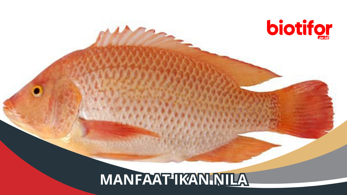 Manfaat Ikan Nila