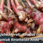 Manfaat Jahe Merah: Khasiat Luar Biasa untuk Kesehatan Anda