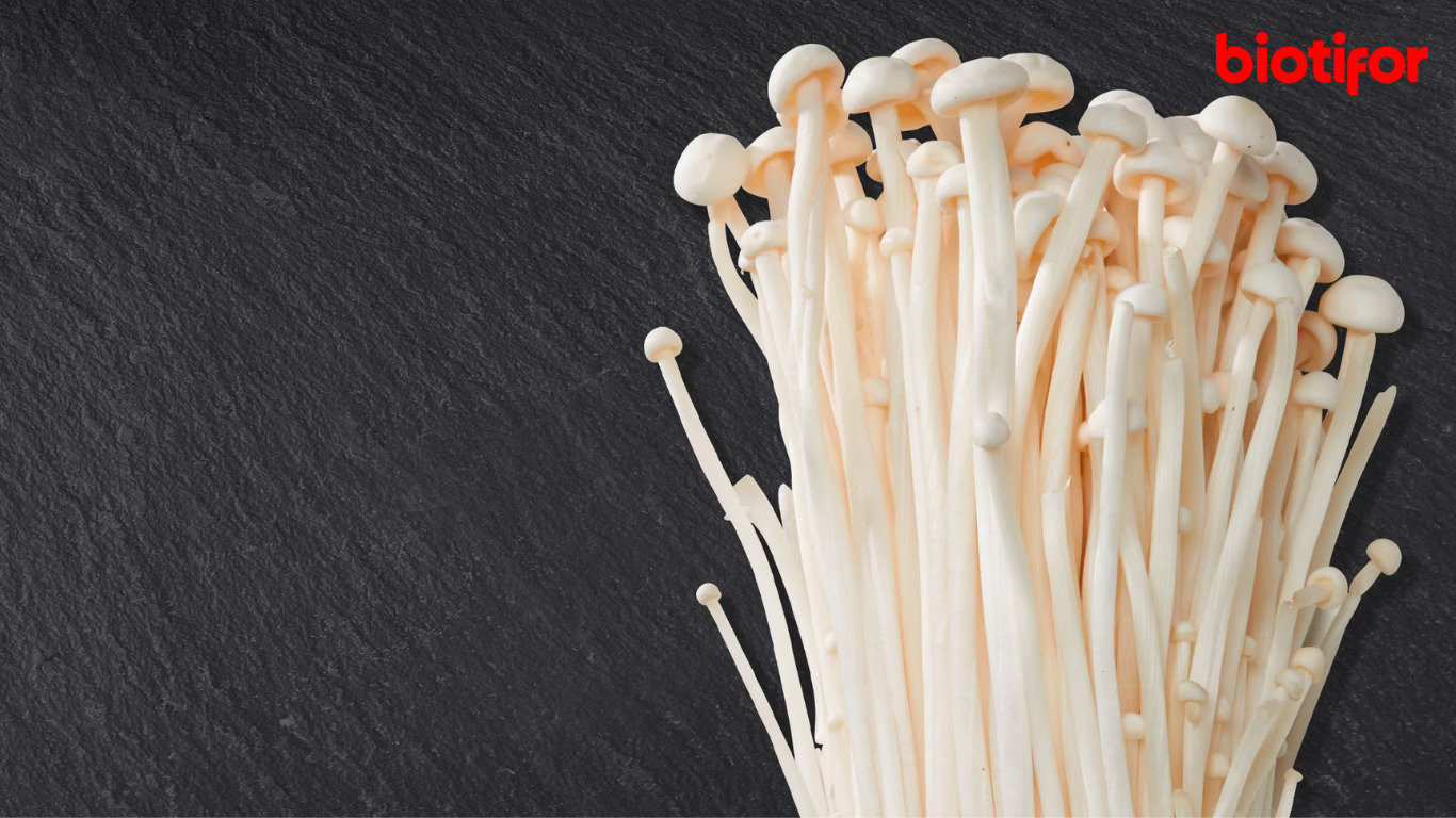 Manfaat Jamur Enoki bagi Kesehatan Kita, Simak! Biotifor