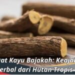 Manfaat Kayu Bajakah: Keajaiban Herbal dari Hutan Tropis