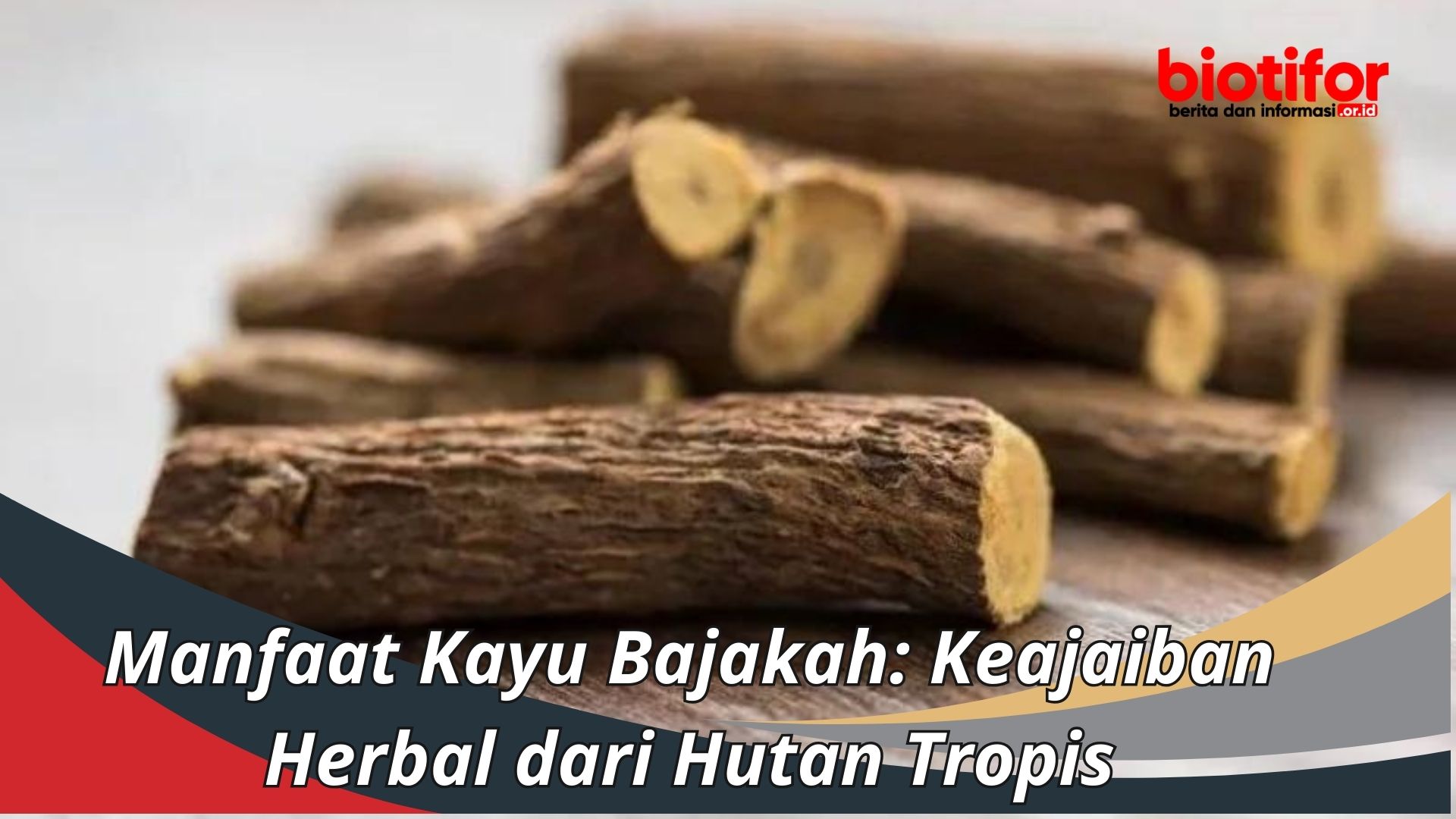 Manfaat Kayu Bajakah: Keajaiban Herbal dari Hutan Tropis