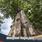 Manfaat Kayu Jati