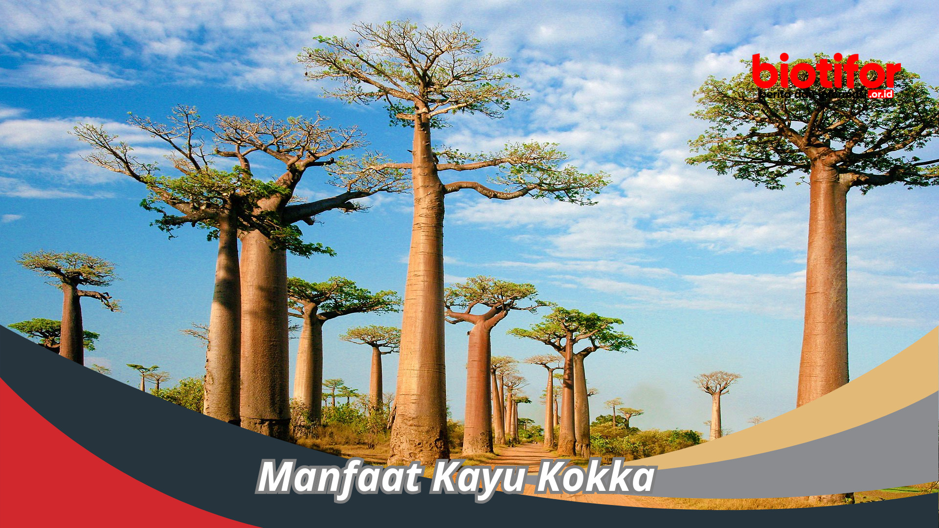 Manfaat Kayu Kokka : Sumber Kekuatan Dan Keindahan