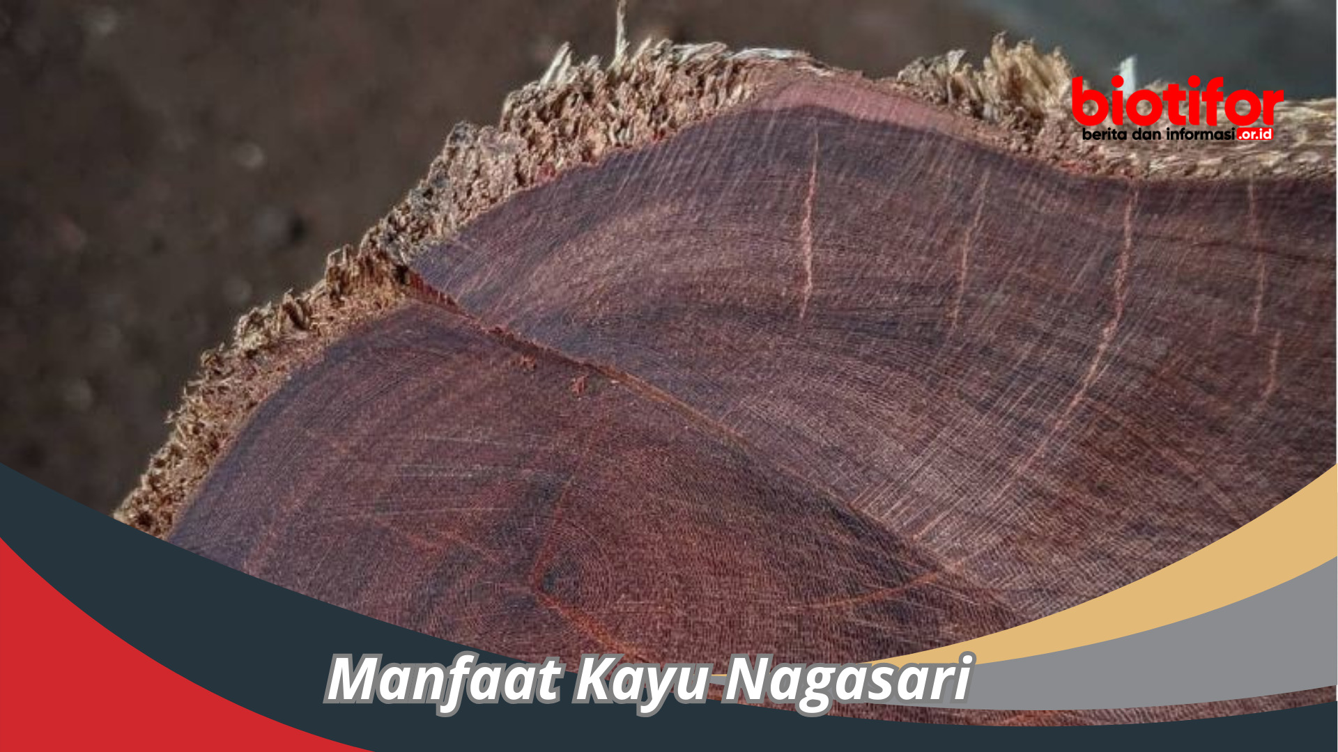 Manfaat Kayu Nagasari