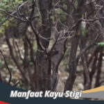 Manfaat Kayu Stigi