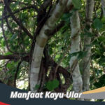 Manfaat Kayu Ular