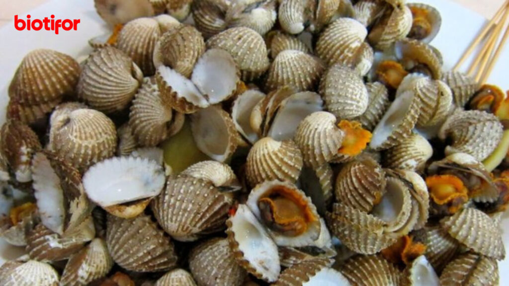 Manfaat Kesehatan Kerang Dara