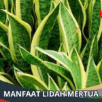 Manfaat Lidah Mertua