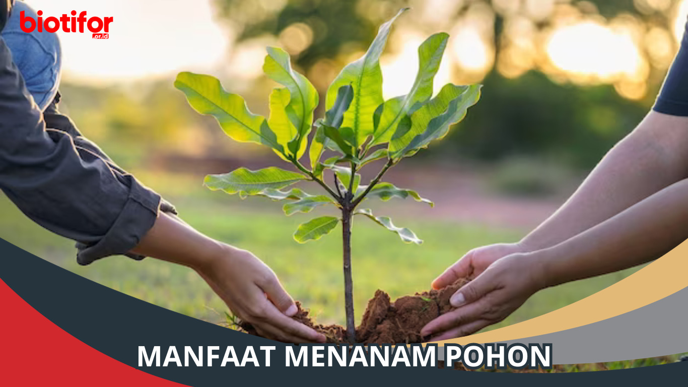 Manfaat Menanam Pohon, Membangun Kehidupan Lebih Baik!