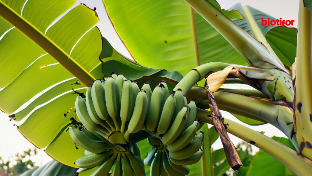 Manfaat Pohon Pisang Terhadap Lingkungan