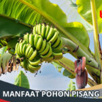 Manfaat Pohon Pisang