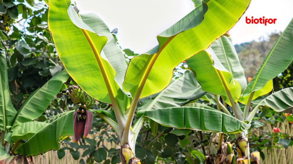 Manfaat Ekonomi Pohon Pisang