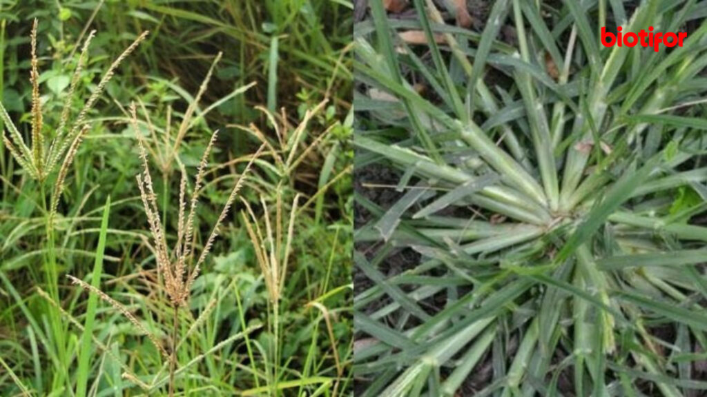 Manfaat Rumput Belulang Khasiat Tersembunyi yang Luar Biasa Biotifor