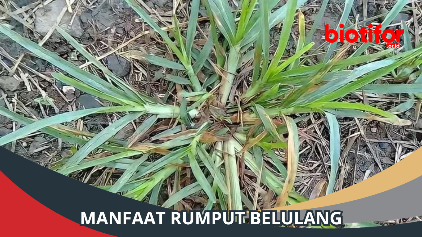 Manfaat Rumput Belulang Khasiat Tersembunyi yang Luar Biasa Biotifor