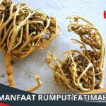 Manfaat Rumput Fatimah