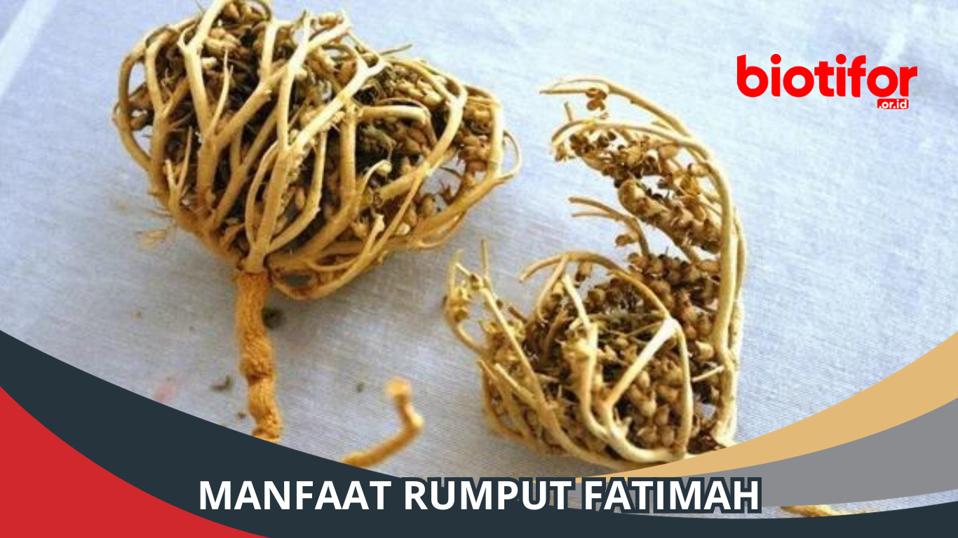 Manfaat Rumput Fatimah