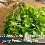 Manfaat Selada Air: Sayuran Segar yang Penuh Manfaat