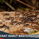 Manfaat Semut Bagi Lingkungan