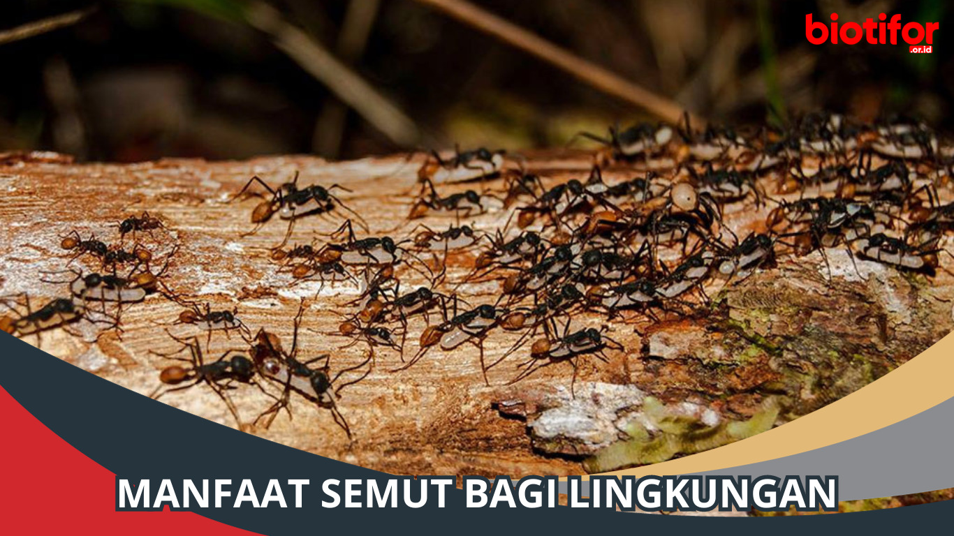 Manfaat Semut Bagi Lingkungan