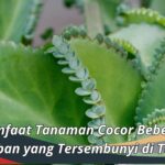 Manfaat Tanaman Cocor Bebek: Keajaiban yang Tersembunyi di Taman