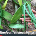 Manfaat Tanaman Vanili