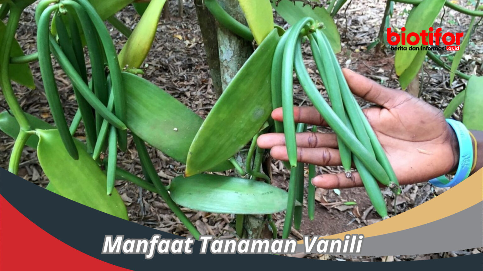 Manfaat Tanaman Vanili: Rempah Berharga dengan Khasiat Luar Biasa