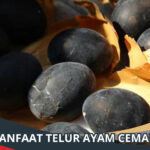 Manfaat Telur Ayam Cemani