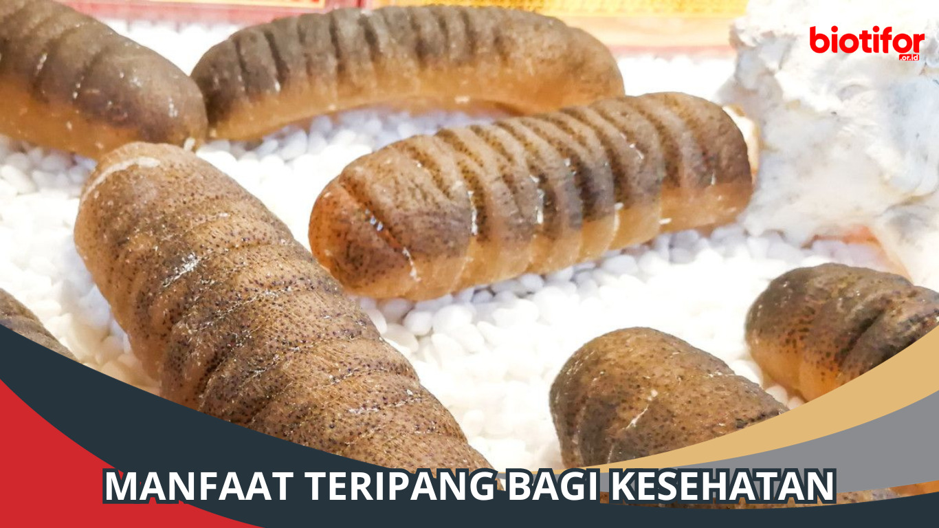 8 Manfaat Teripang Bagi Kesehatan dan Cara mengolahnya