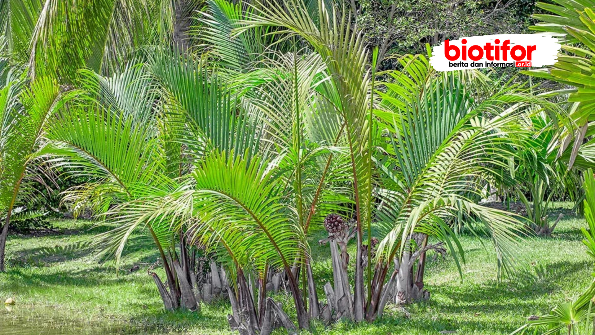 Nypa Fruticans Mangrove Palm