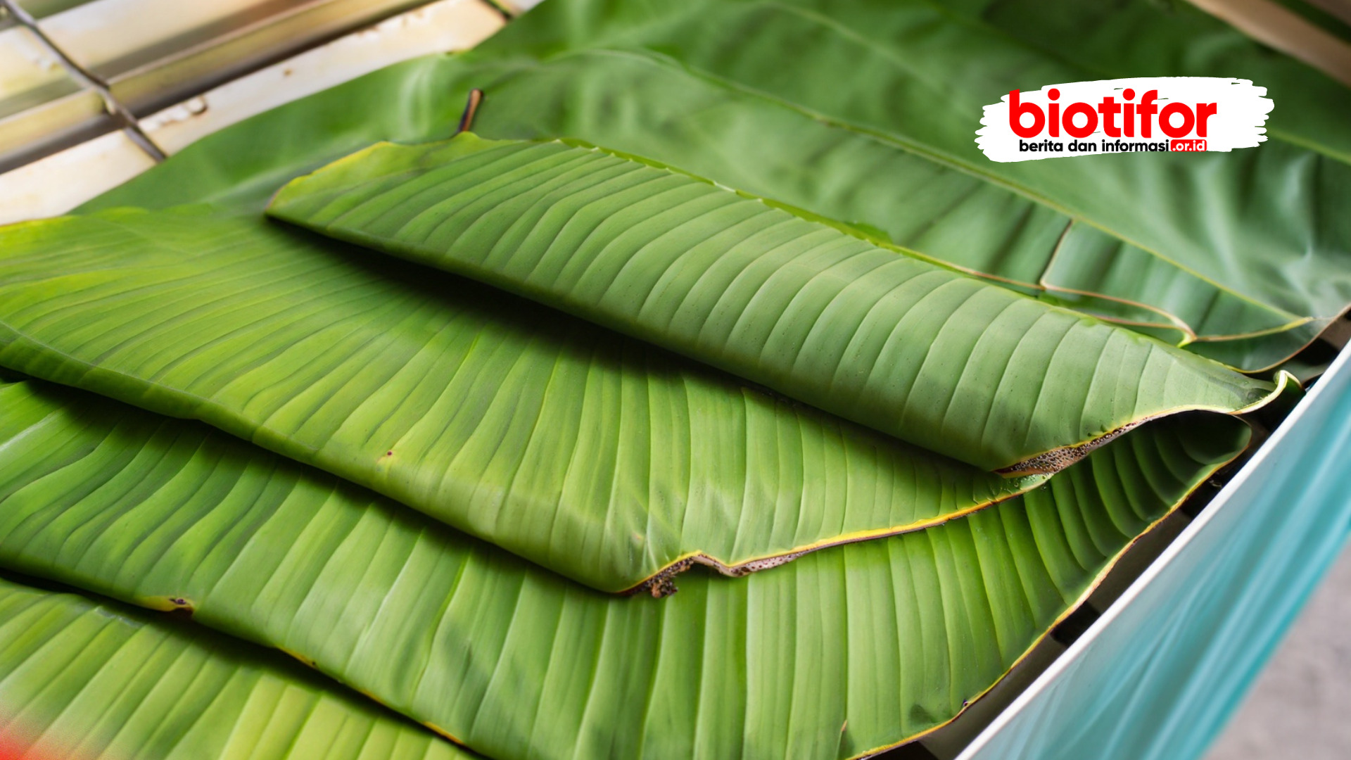 Pemotongan Daun Pisang