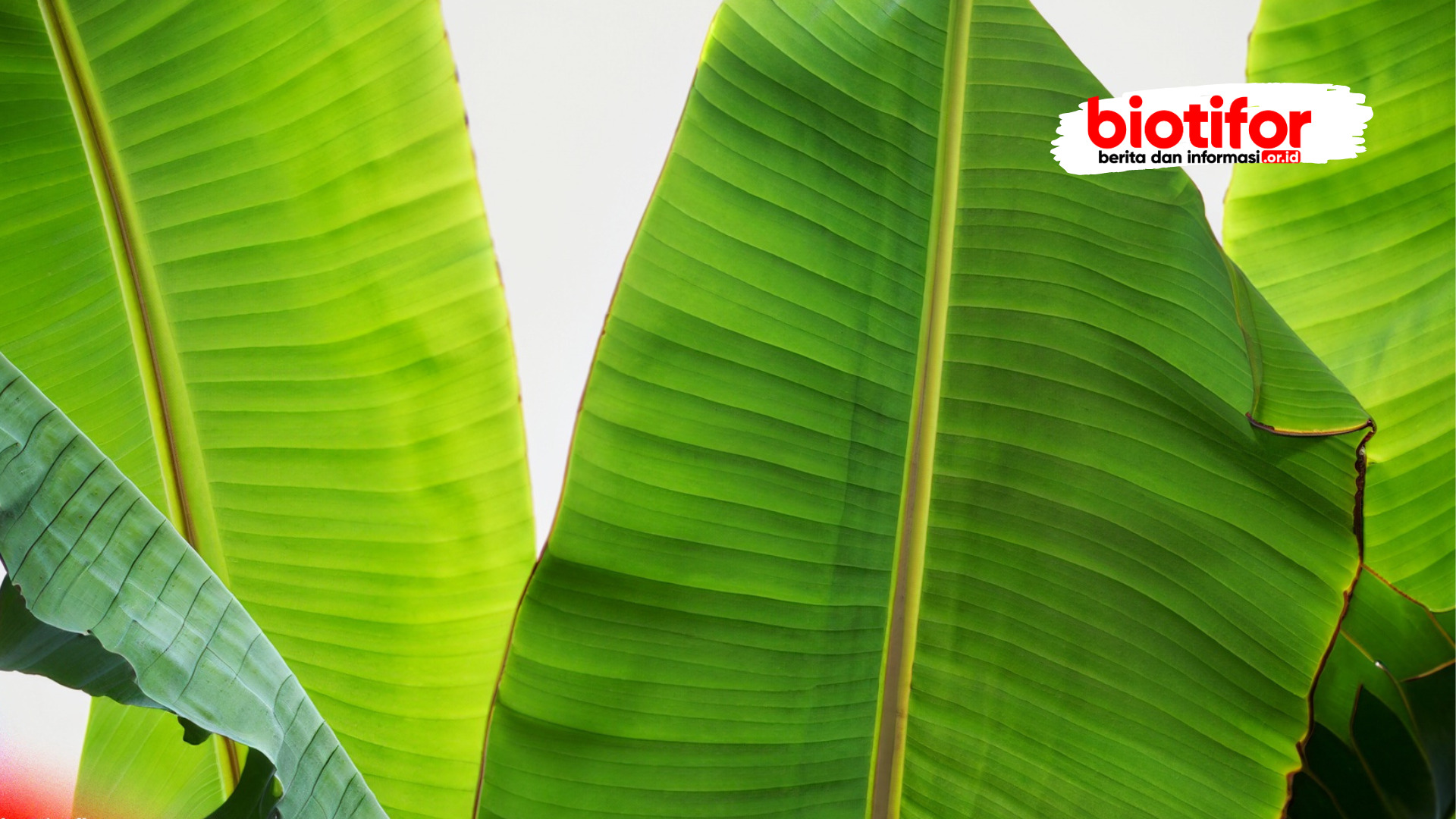 Penggunaan Tradisional Daun Pisang