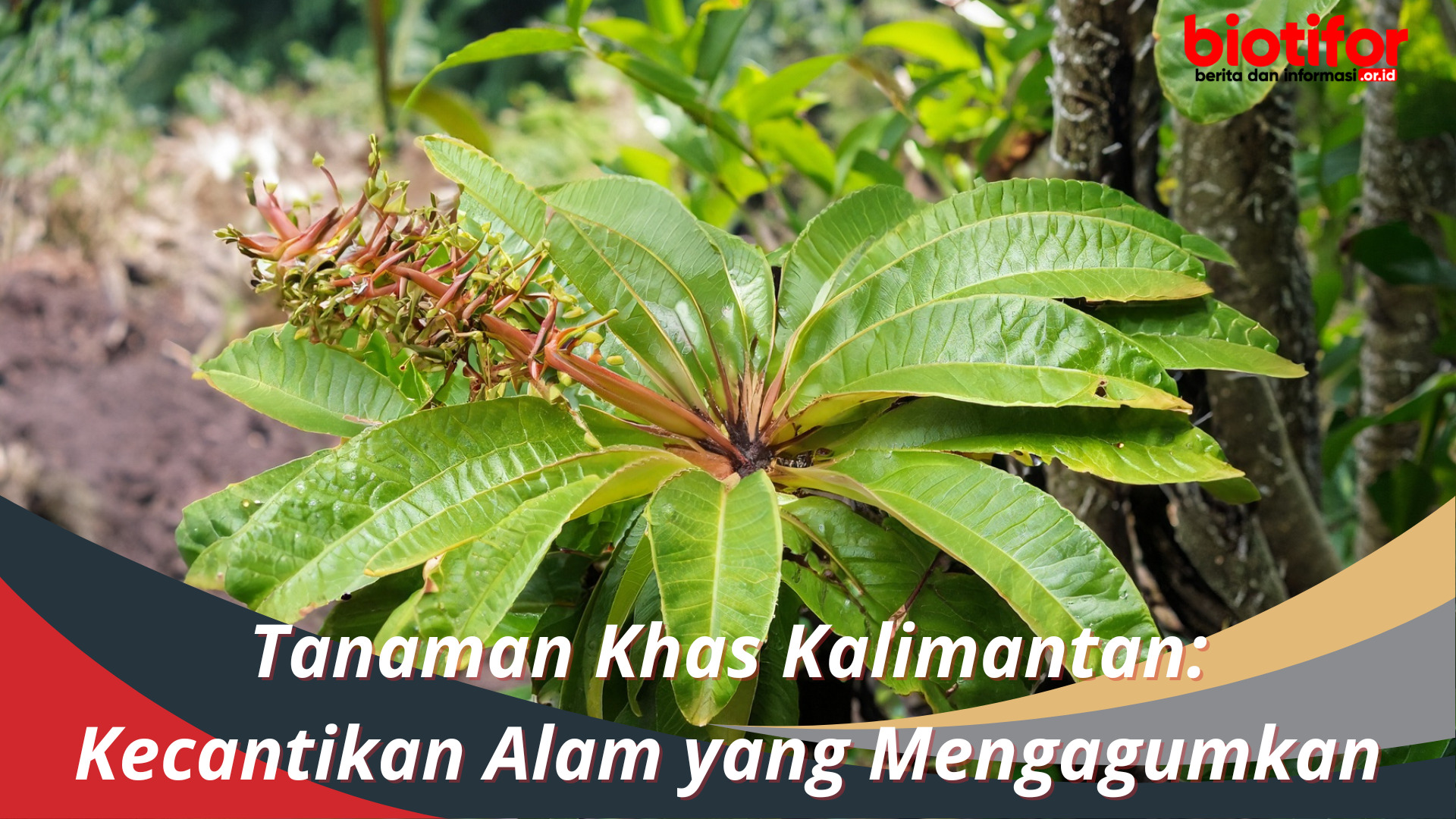 Tanaman Khas Kalimantan Kecantikan Alam yang Mengagumkan